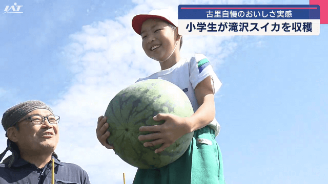 小学生が滝沢スイカ収穫体験　大きく育ったスイカを味わう【岩手・滝沢市】