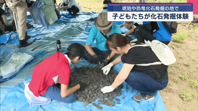 琥珀や恐竜の化石発掘の地　子どもたちが化石の発掘体験【岩手・久慈市】