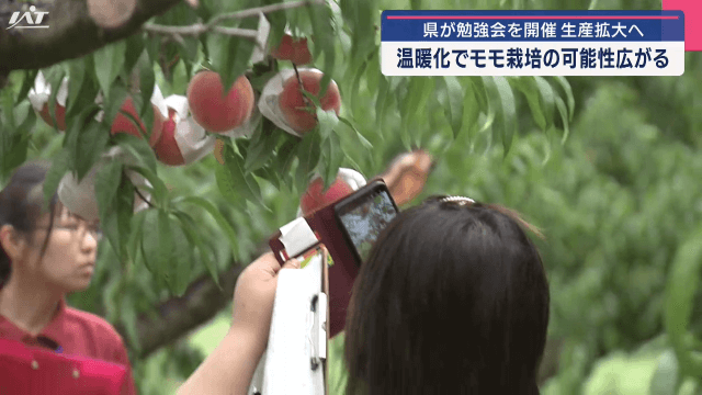 モモ生産拡大へ　県が栽培勉強会開催【岩手・北上市】