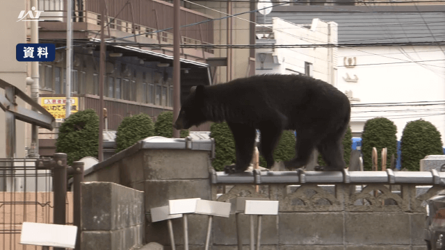 市街地クマ出没発砲使用可能に　緊急銃猟制度で県がマニュアル改定【岩手】