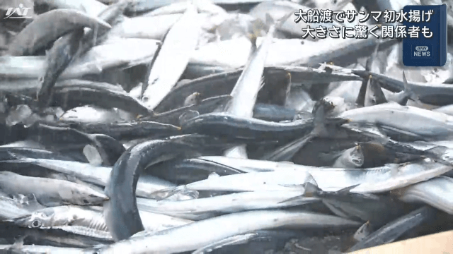 大船渡港にサンマ初水揚げ　大きさに驚く関係者も【岩手・大船渡市】