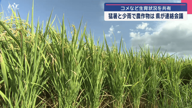 コメなど生育状況を共有　猛暑と少雨で農作物は　県が連絡会議【岩手・盛岡市】