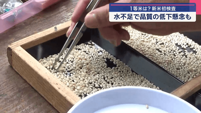 「ヒメノモチ」新米初検査【岩手・紫波町】