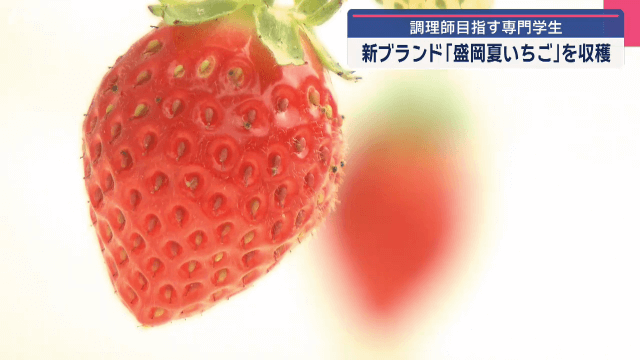 調理師めざす専門学生　新ブランド「盛岡夏いちご」を収穫【岩手・盛岡市】