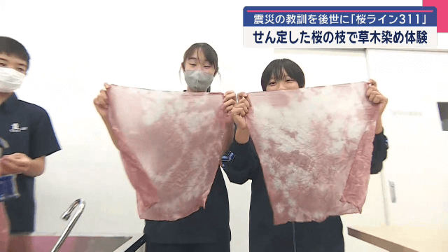 震災の教訓を後世に　桜ライン３１１　せん定した桜の枝で草木染め体験【岩手・陸前高田市】