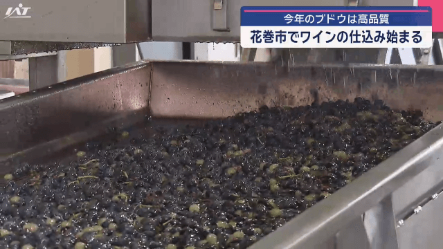 今年のブドウは高品質　ワインの仕込み始まる【岩手・花巻市】