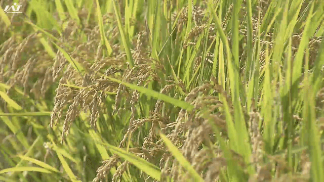 過去３０年間→直近５年間の比較に　コメ作況指数　新指標に変更へ【岩手】
