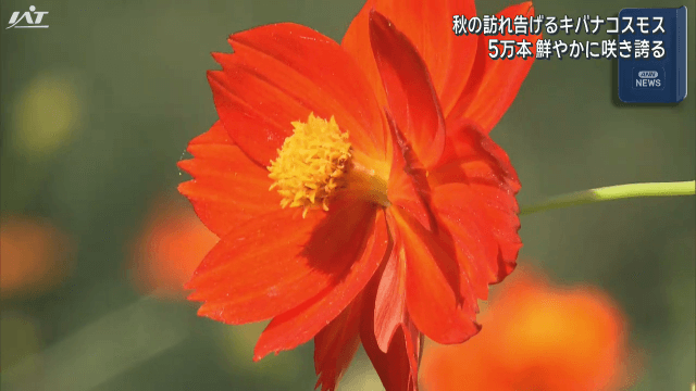秋の訪れ告げる　キバナコスモス　５万本鮮やかに咲き誇る【岩手・雫石町】
