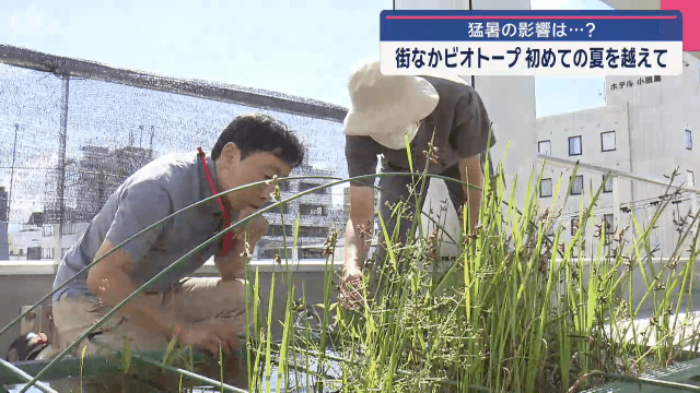 猛暑の影響は　街なかビオトープ　初めての夏を越えて【岩手・盛岡市】