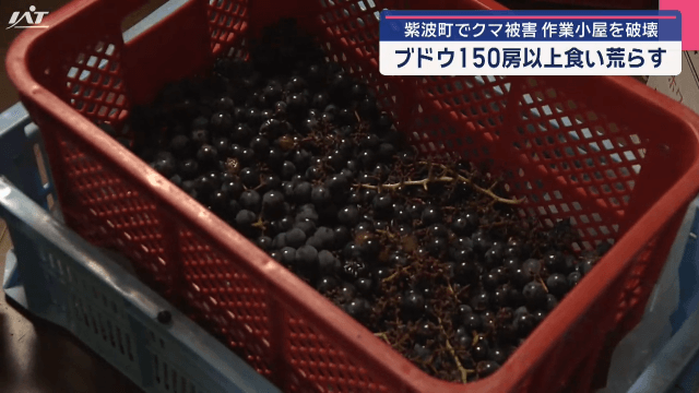 クマがブドウ１５０房以上食い荒らす【岩手・紫波町】