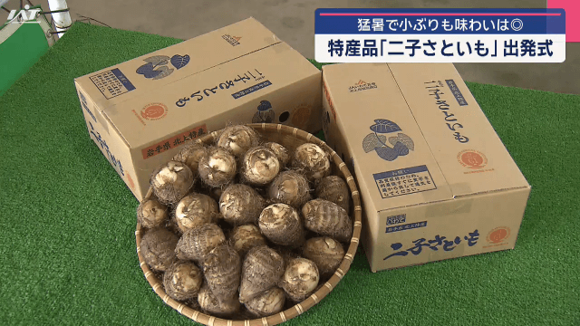 猛暑で小ぶりも味わいは上品　特産品「二子さといも」出発式【岩手・北上市】
