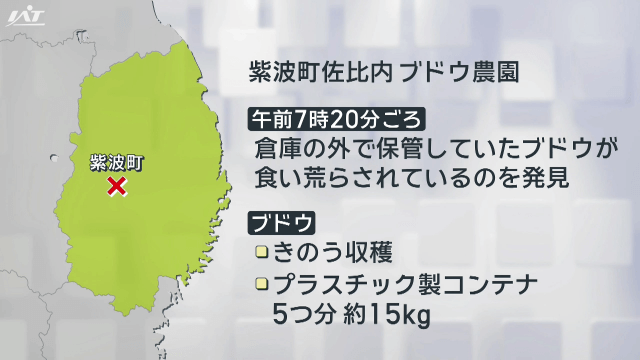 紫波町でクマ　収穫したばかりのブドウが食い荒らされる【岩手】