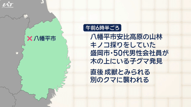 キノコ採り中　男性がクマに襲われけが　【岩手・八幡平市】