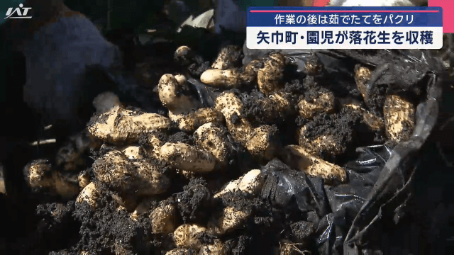 園児が落花生を収穫　作業の後は茹でたてをパクリ【岩手・矢巾町】