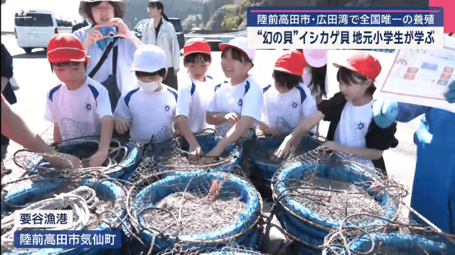 広田湾で全国唯一の養殖　“幻の貝”イシカゲ貝　地元小学生が学ぶ【岩手・陸前高田市】