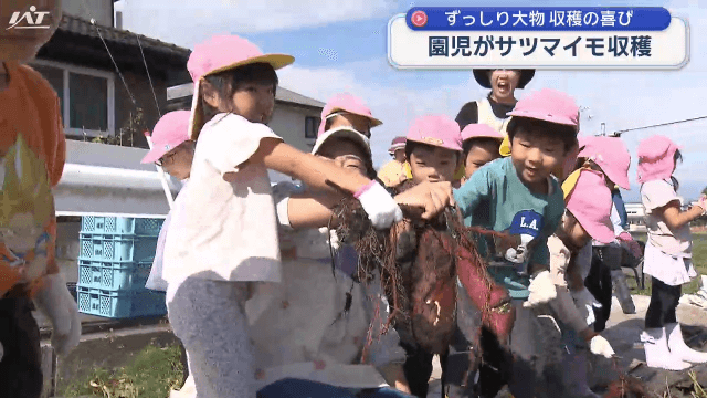 園児がサツマイモ収穫【岩手・盛岡市】