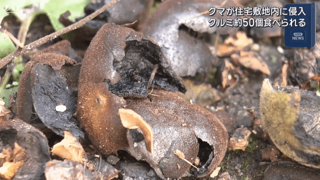 クマが住宅敷地内のクルミ約５０個食べる【岩手・雫石町】