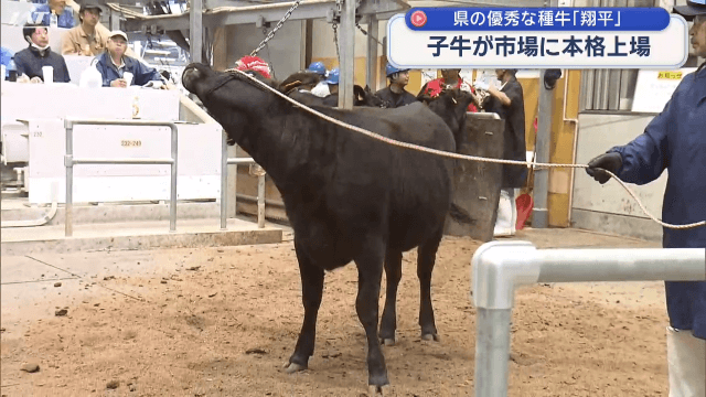 種牛「翔平」の子牛が上場へ【岩手・奥州市】