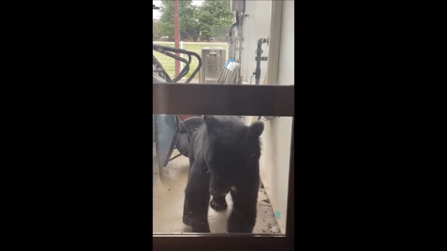 花巻市の保育園にクマ侵入　ドア越しに中をのぞき込む【岩手】