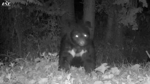 瀬美温泉クマ被害　岩手大学・山内貴義准教授　クマは大胆に優位に行動している【岩手】