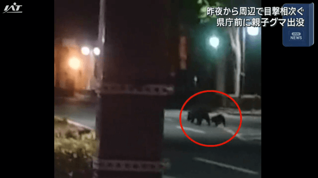 盛岡さんさ踊りの主会場でもある中心部の官庁街を２頭のクマが横切る【岩手】