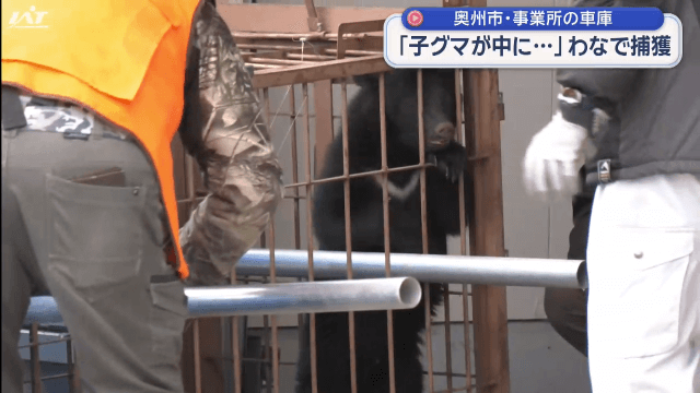 車庫内に立てこもり　子クマ捕獲【岩手・奥州市】