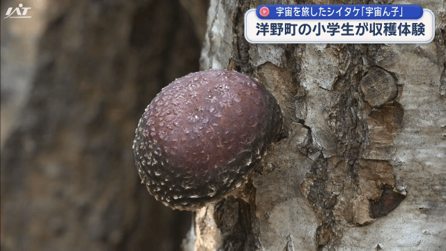 宇宙を旅したシイタケ　宇宙ん子（そらんこ）　小学生が収穫体験【岩手・洋野町】