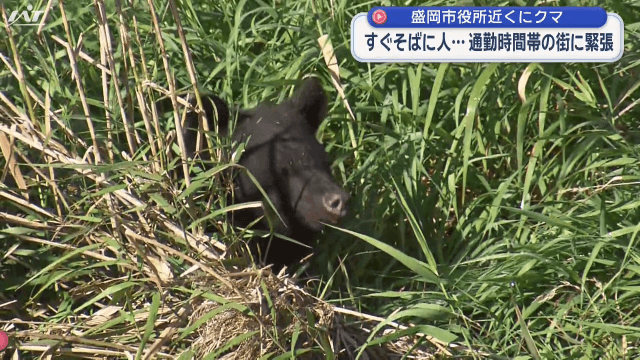 盛岡市役所近くにクマ　すぐそばに人　通勤時間帯の街に緊張【岩手・盛岡市】