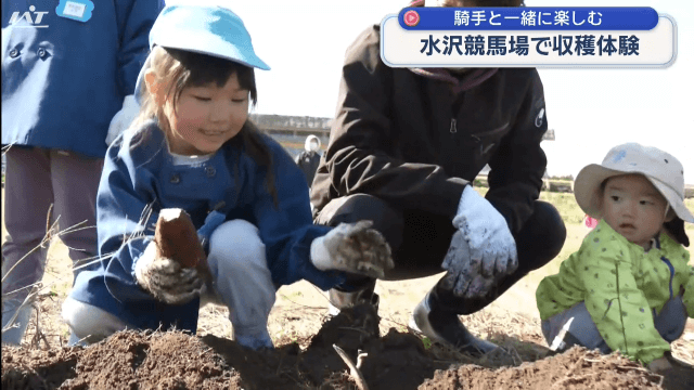 騎手と一緒に収穫楽しむ　水沢競馬場でさつまいも掘り体験【岩手・奥州市】