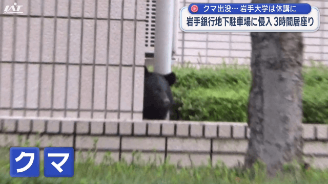 銀行地下駐車場・大学にクマ出没【岩手・盛岡市】