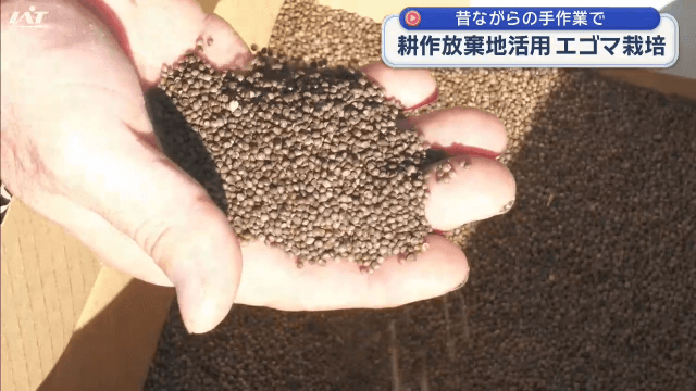 昔ながらの手作業で　耕作放棄地活用　エゴマ栽培【岩手・久慈市】