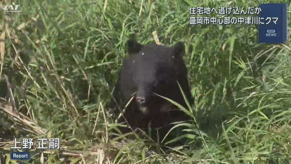 盛岡市中心部中津川にクマ　通勤時間の官庁街騒然と【岩手】