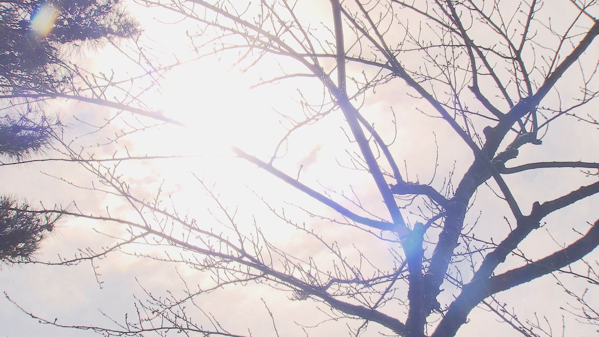 盛岡で「初雪」観測　平年より２日早く　去年と同じ日【岩手】