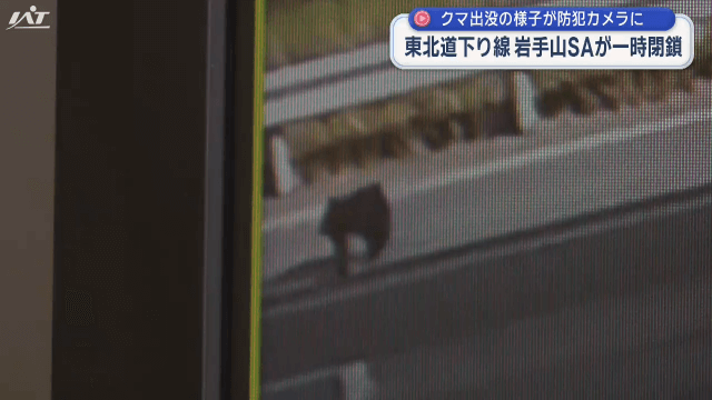 クマ出没で東北道　岩手山ＳＡを封鎖　出没の様子　防犯カメラに【岩手・八幡平市】