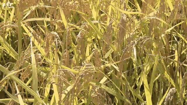 県内のコメ予想収穫量　５年ぶり２５万トン見込み【岩手】　