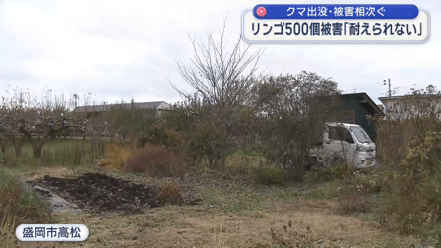 クマ出没相次ぐ　これまでにリンゴ５００個が被害【岩手・盛岡市】