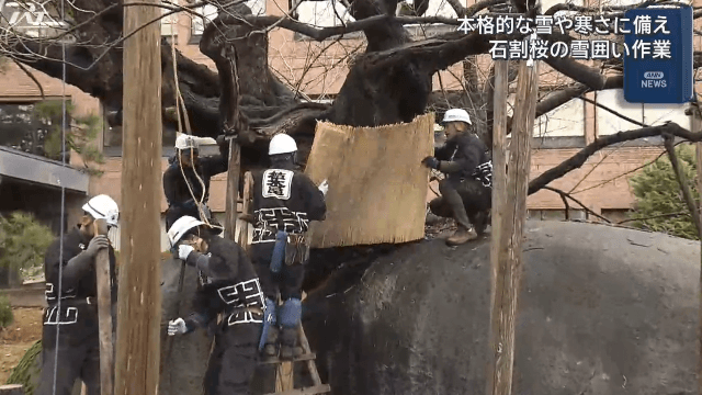 本格的な雪や寒さに備え　石割桜の冬囲い【岩手・盛岡市】