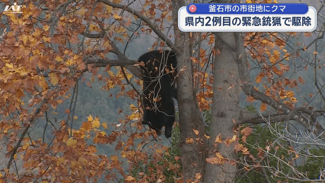 釜石市の市街地にクマ　県内２例目の緊急銃猟で駆除【岩手・釜石市】
