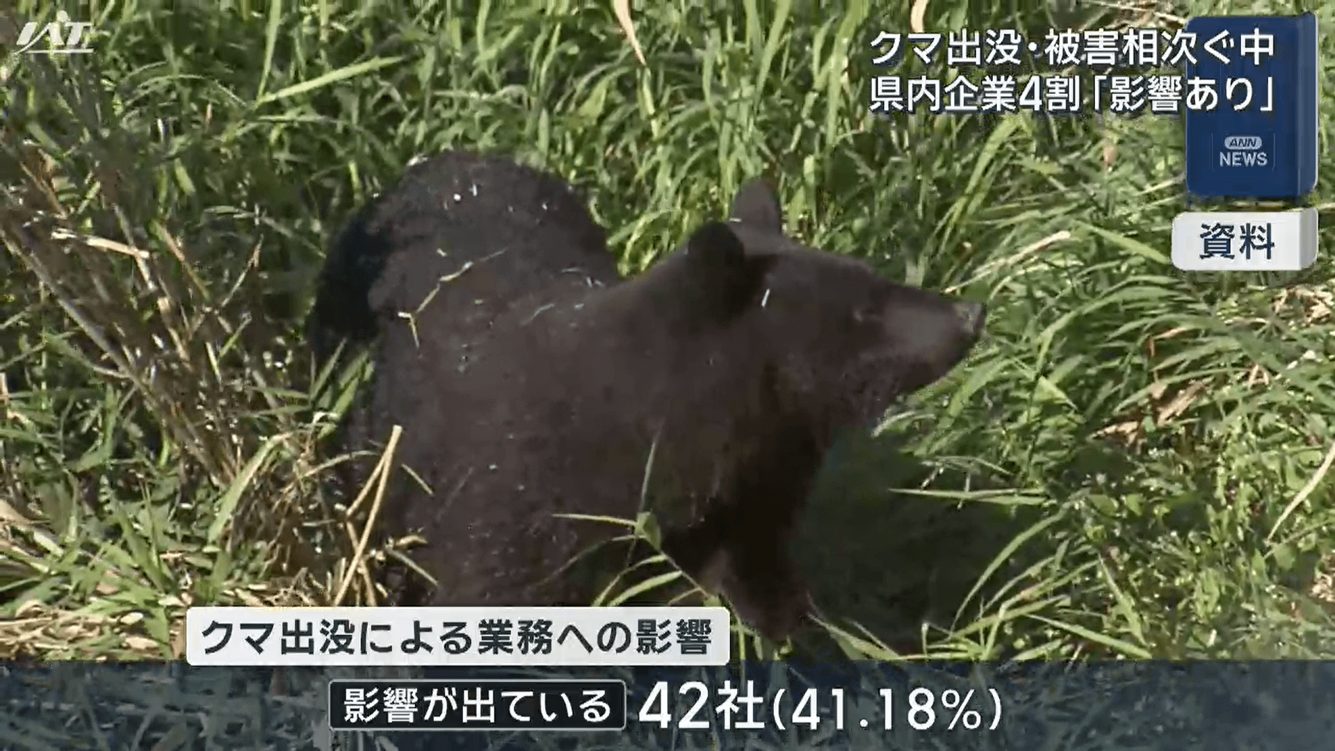 クマ出没　県内企業４割「業務に影響あり」【岩手】