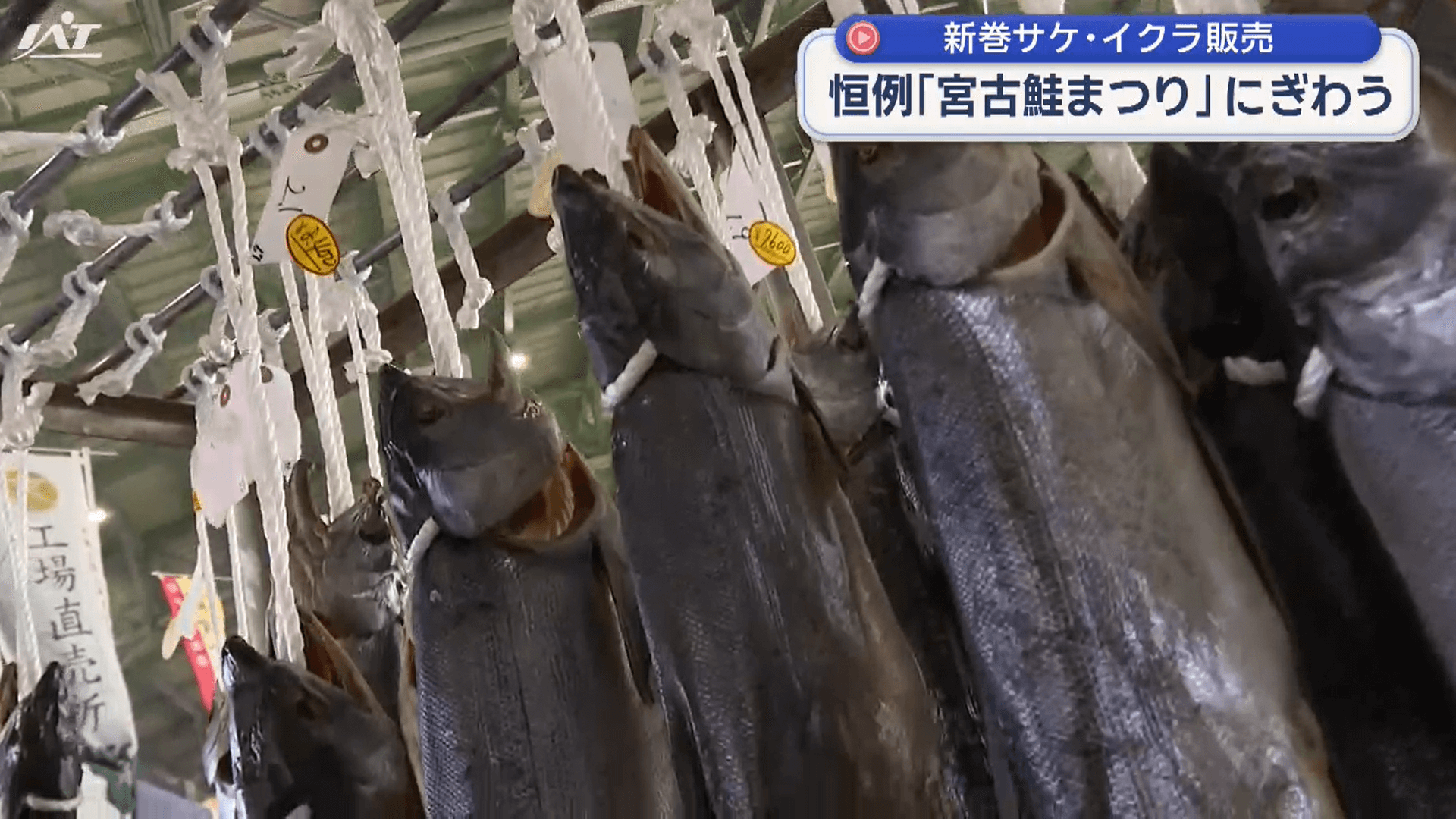 新巻サケも　恒例「宮古鮭まつり」【岩手】