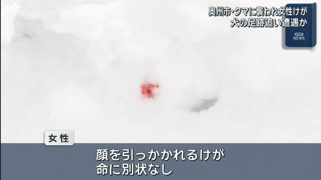 クマに襲われ女性けが　犬の足跡追い遭遇か【岩手・奥州市】