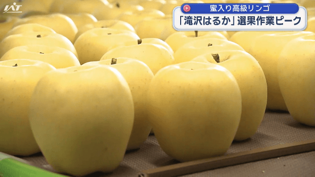 蜜入り高級リンゴ　滝沢はるか選果作業ピーク【岩手・滝沢市】