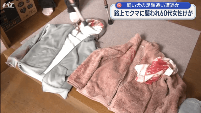 飼い犬の足跡追い遭遇か　熊に襲われ６０代女性けが【岩手・奥州市】