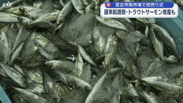 魚市場初売り【岩手・宮古市】