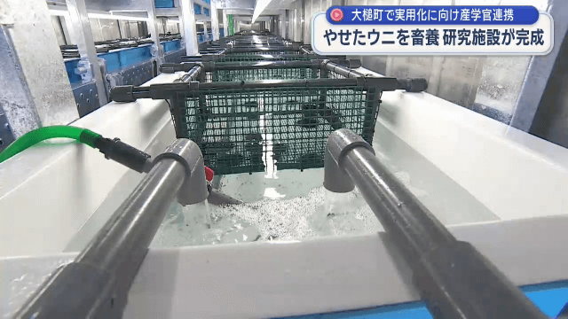 大槌町に藻場再生とウニ蓄養・試験研究施設が完成【岩手】