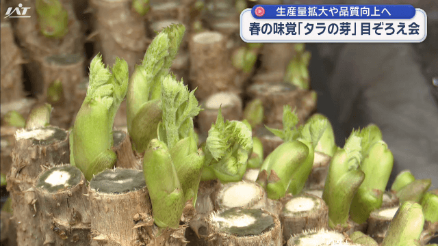 春の味覚「タラの芽」目ぞろえ会【岩手・洋野町】