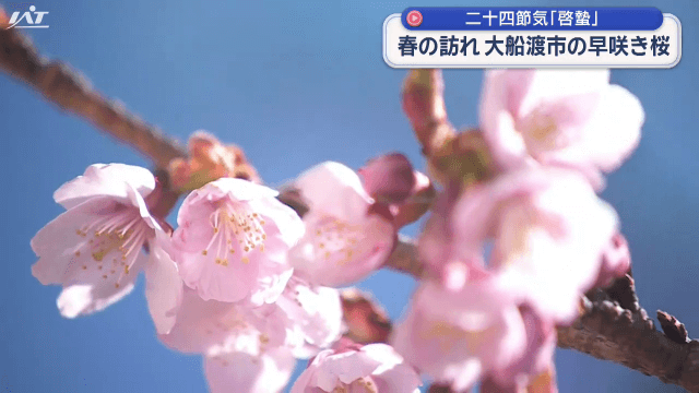 二十四節気「啓蟄」　春の訪れ  早咲き桜【岩手・大船渡市】
