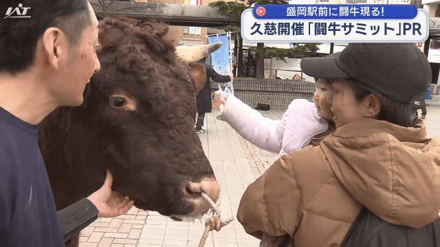 盛岡駅前に闘牛　全国闘牛サミットをＰＲ【岩手】