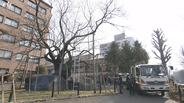 石割桜の冬囲い取り作業【岩手・盛岡市】