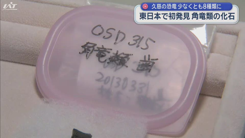 東日本で初発見　角竜類の化石　久慈の恐竜少なくとも８種類に【岩手】